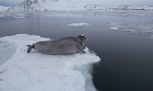 Picture of a Seal