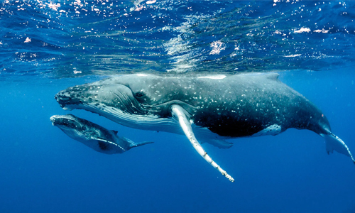  Picture of a Whale