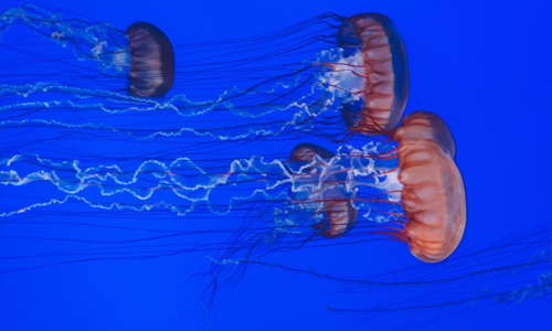 What-Are-Immortal-Jellyfish-Made-Of