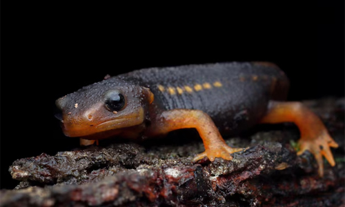 Salamander-facts