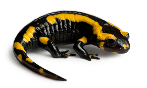 Fire-salamander