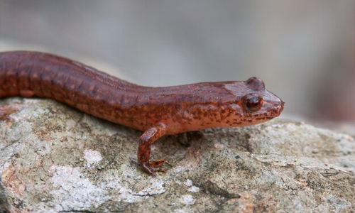 salamander-gyrinophilus