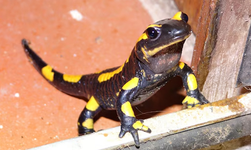 High-view-salamander