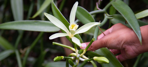 Which Nation Produces Two-Thirds of the World’s Vanilla?