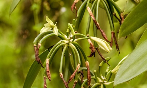  Vanilla plant in a forest
