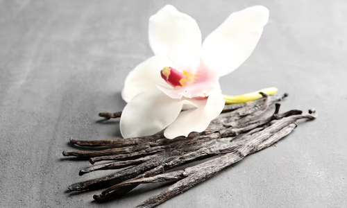  A beautiful vanilla plant