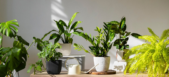 Do Plants Feel Pain? This Is What Happens When You Touch or Cut Them