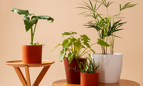 plants
