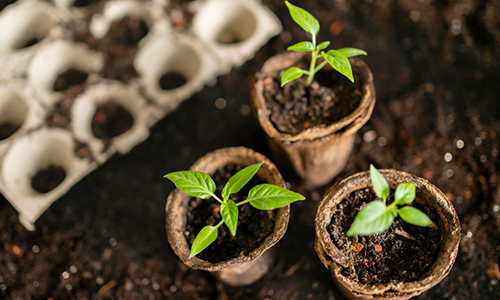 Exploring Plant Intelligence