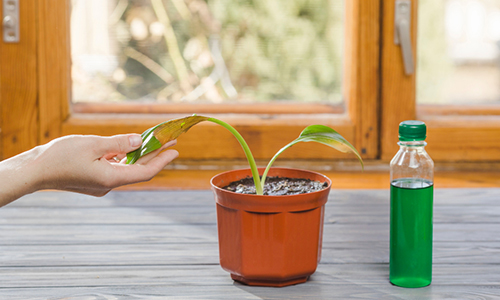 Plant-Learning-and-Memory