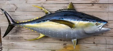 Why Tuna Can Never Stop Swimming?