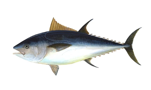 Why Tuna Must Keep Swimming