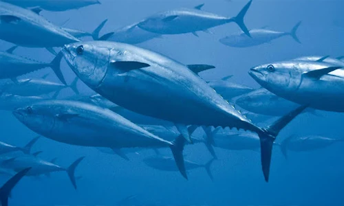 What Happens If Tuna Stops