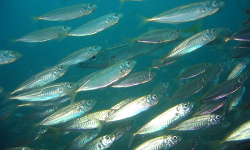 How Many Fish Are Like Tuna