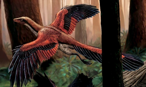 The Archaeopteryx
