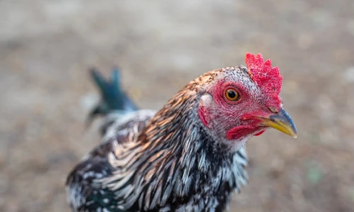 Your Chicken is More T. rex