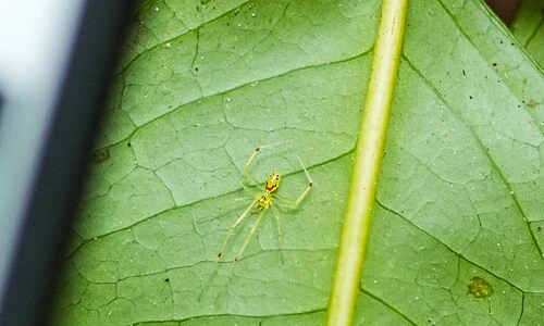 What Is a Happy Face Spider