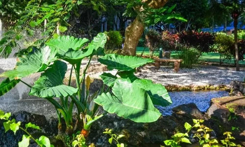  Habitat Rainforest Living